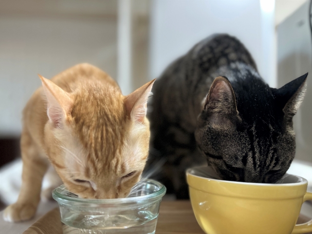 水を飲む2匹の猫