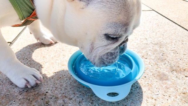 水を飲む犬