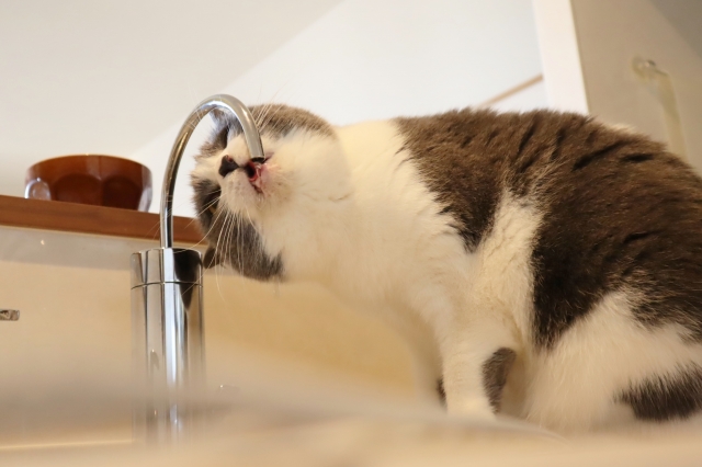 蛇口から水を飲み猫