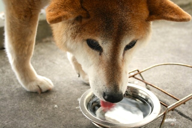 水を飲む柴犬