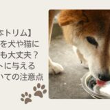 日本トリムの水素水を犬や猫にあげても大丈夫？ペットに与える水についての注意点