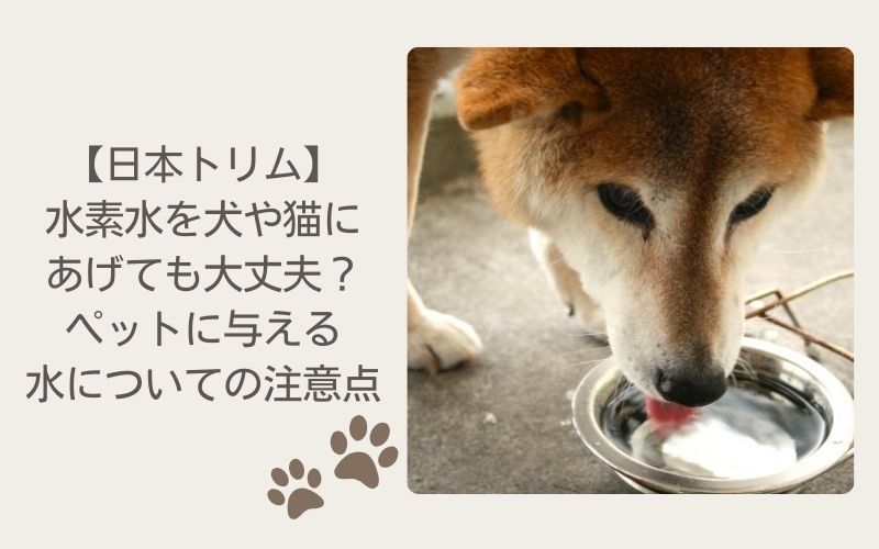 日本トリムの水素水を犬や猫にあげても大丈夫？ペットに与える水についての注意点